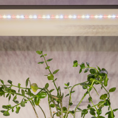 Светодиодная лента для растений полного спектра 5м IP65 с адаптером 12В FITO-Strip Light-Rа90-300LED-5m-12V-IP65 ЭРА