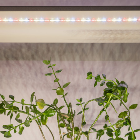 Светодиодная лента для растений полного спектра 5м IP65 с адаптером 12В FITO-Strip Light-Rа90-300LED-5m-12V-IP65 ЭРА