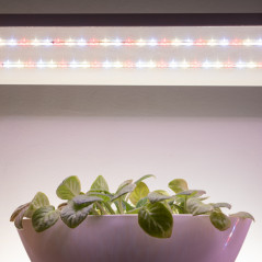 Светодиодная лента для растений полного спектра 5м IP65 с адаптером 12В FITO-Strip Light-Rа90-300LED-5m-12V-IP65 ЭРА