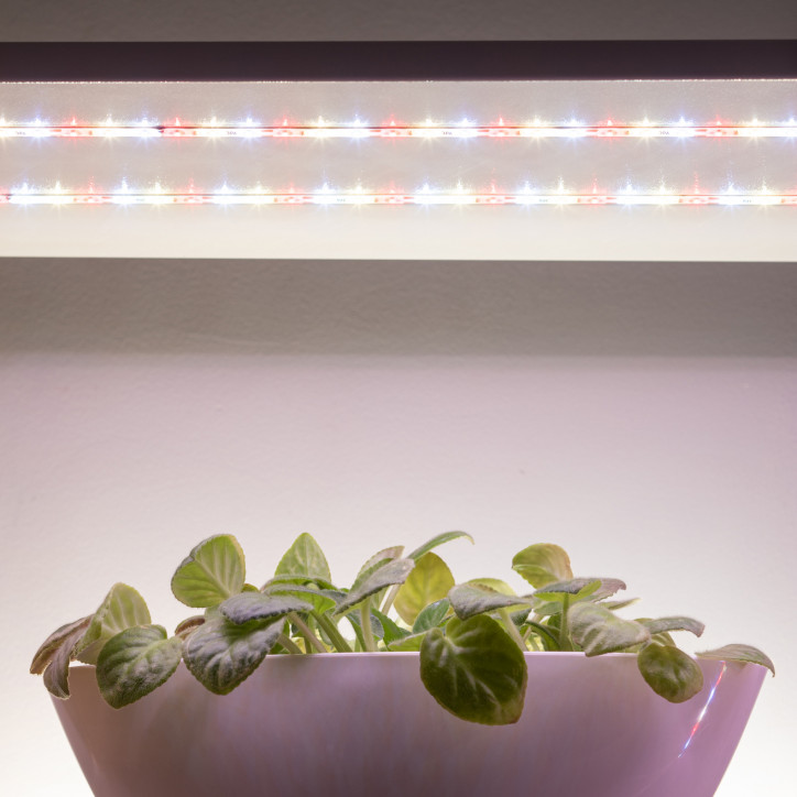 Светодиодная лента для растений полного спектра 5м IP65 с адаптером 12В FITO-Strip Light-Rа90-300LED-5m-12V-IP65 ЭРА Светодиодная лента для растений полного спектра 5м IP65 с адаптером 12В FITO-Strip Light-Rа90-300LED-5m-12V-IP65 ЭРА